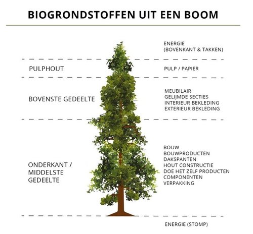 Biogrondstoffen uit een boom
